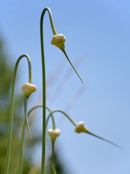 Needle-Like Bulbil Plants