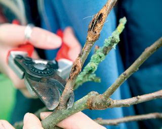 pruning branches of a crab apple tree with secateurs
