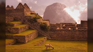 A llama grazes at Machu Picchu at sunrise.