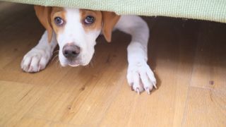 A scared English Pointer Puppy hides under the sofa