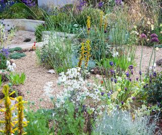 gravel landscaping with grasses, Allium, Asphodeline and other drought resistant plants