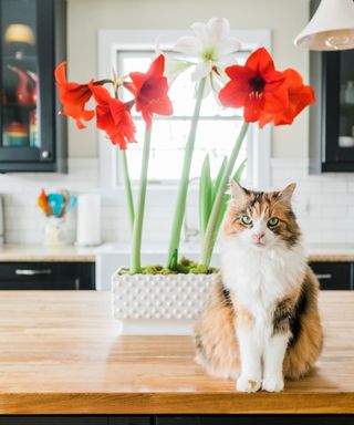 cat next to potted amaryllis on kitchen table