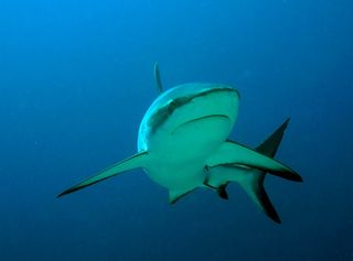 Grey reef shark near Fiji