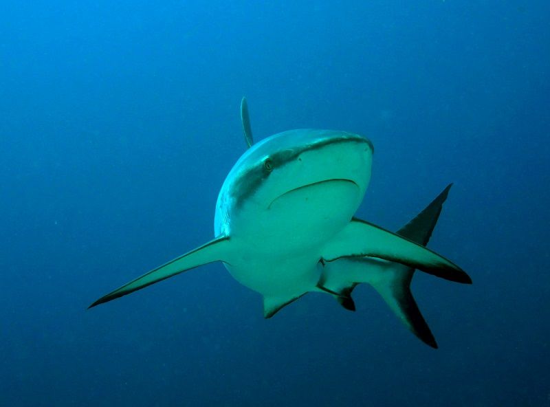 Grey reef shark near Fiji