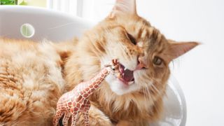 Cat chews plastic giraffe