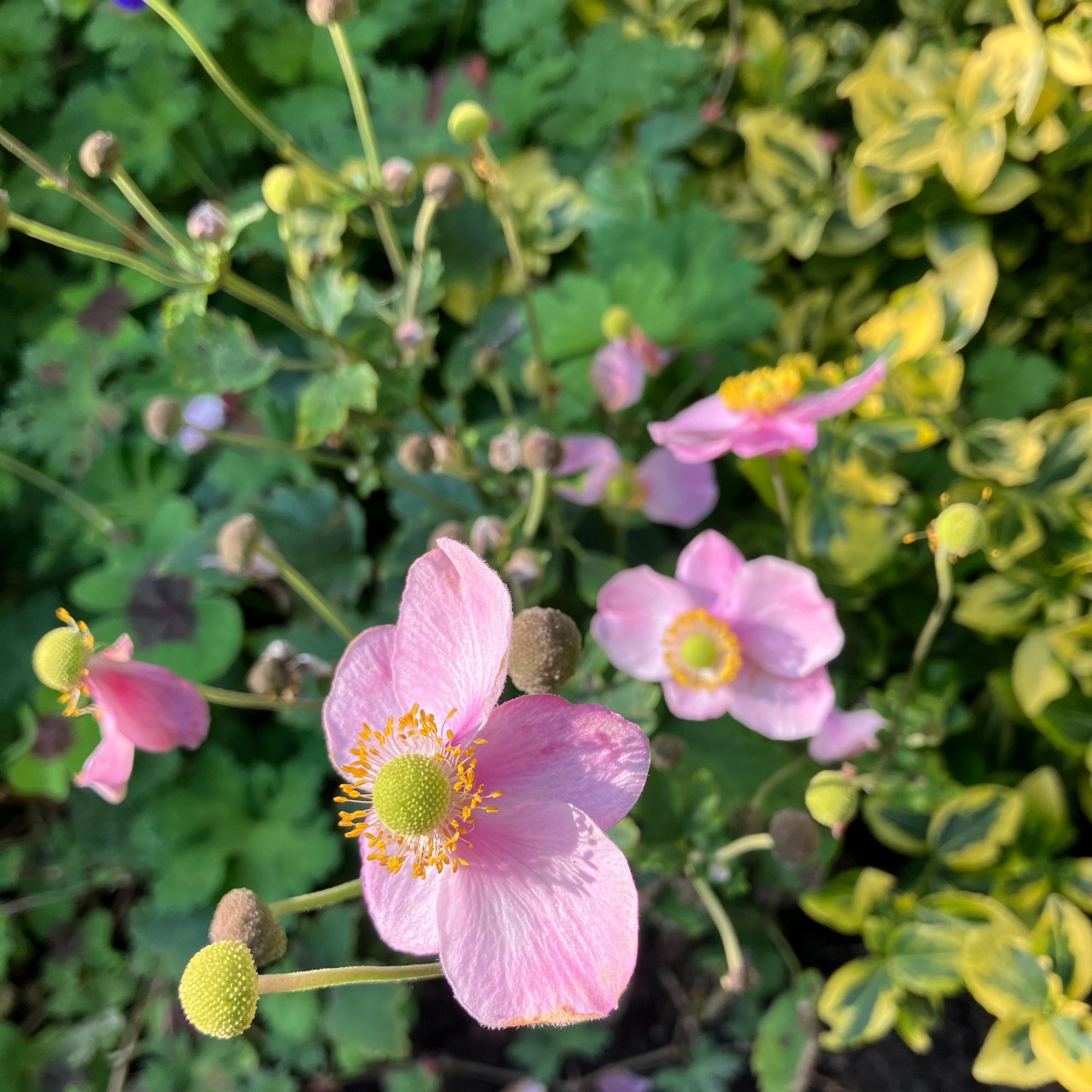 anemones in garden border
