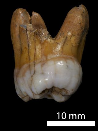 Denisovan molar found