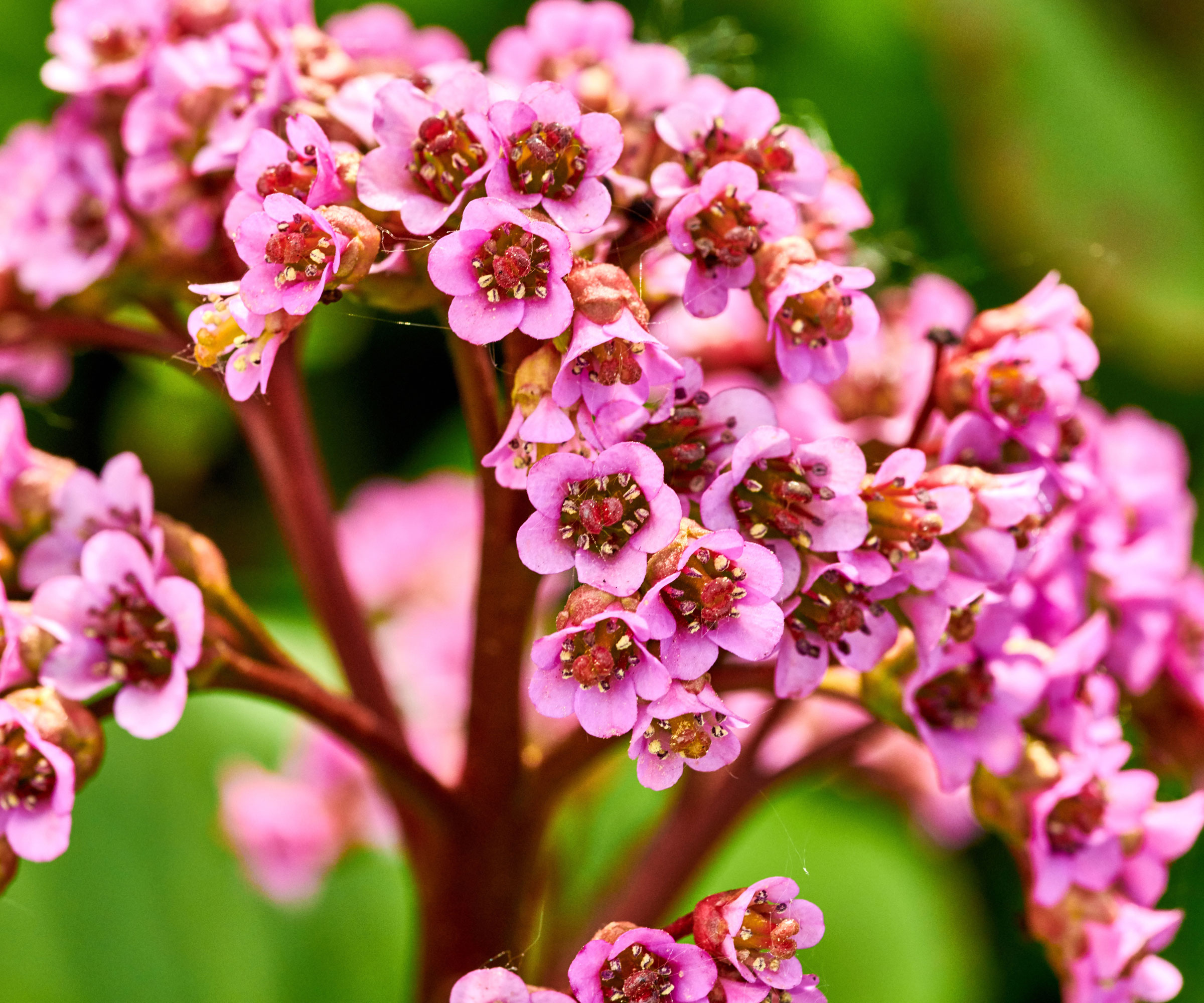 bergenia plant with pink flowers growing in shade