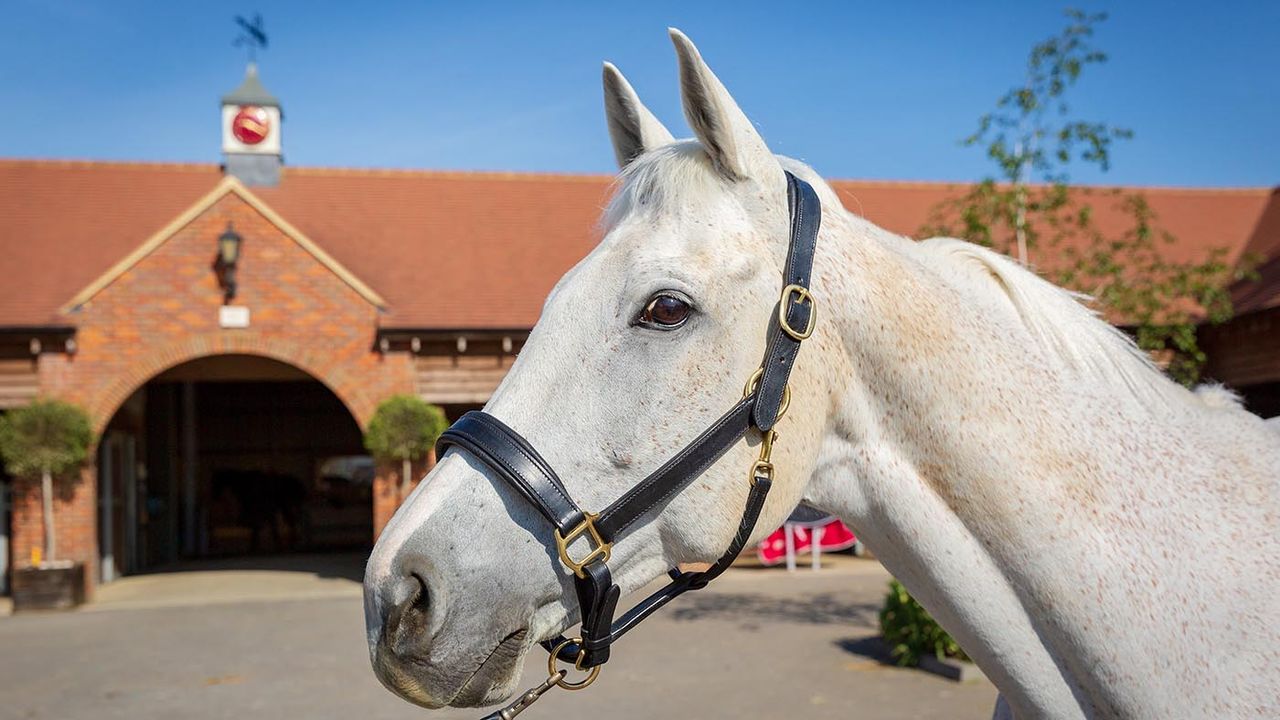 Shires Blenheim leather travel headcollar review