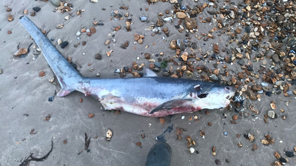 Biologist goes to the beach, pulls off impromptu baby shark rescue, Sharks