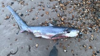 The dead thresher shark on the beach.