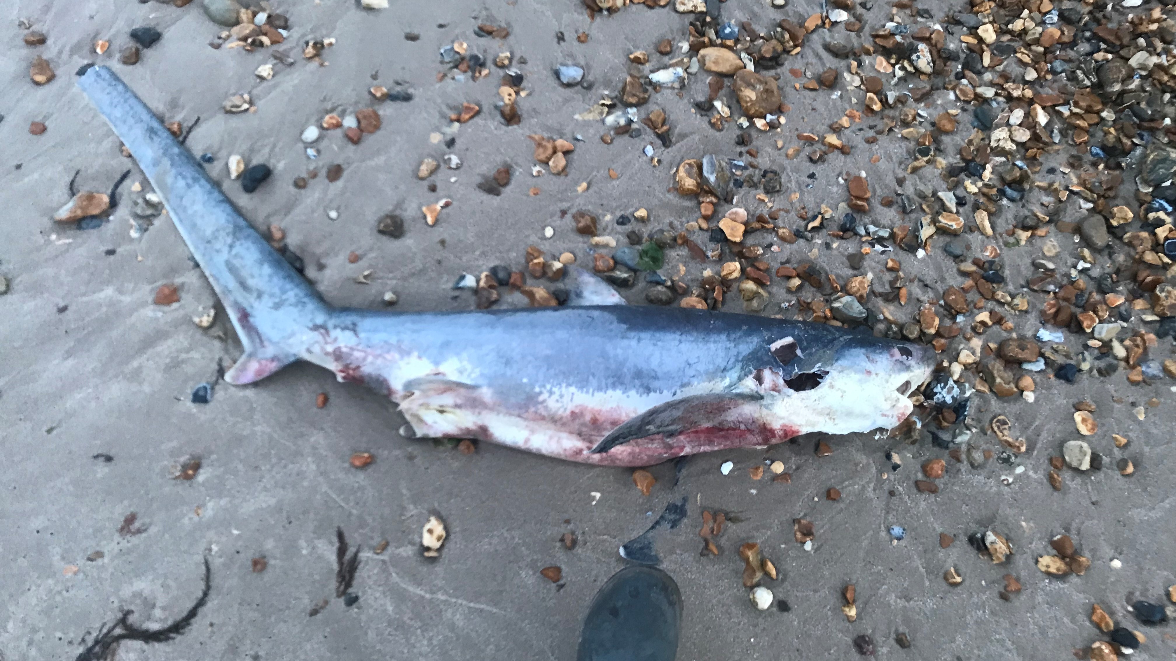 Dead baby shark that washed up on UK beach was likely aborted by its mother  | Live Science