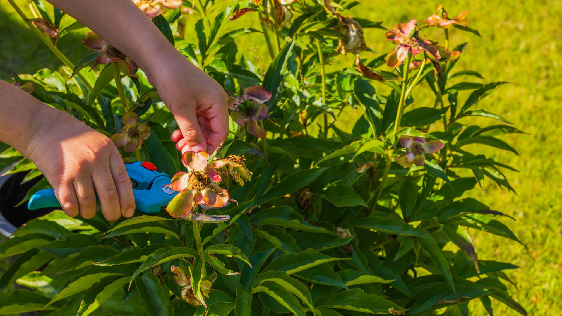 picture of woman deadheading peony bush after blooming