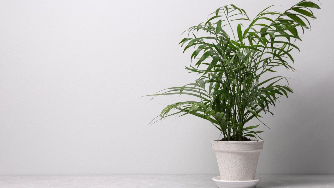 Potted majesty palm against a white background