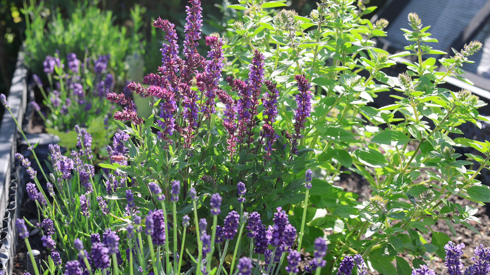 mixed herbs in garden border with lavender and catmint