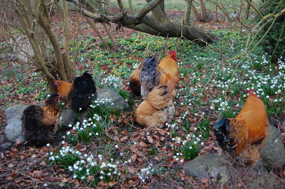 Plants Chickens Can’t Eat Learn About Plants That Are Poisonous For