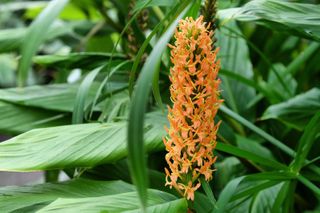ginger lily 'Assam Orange'