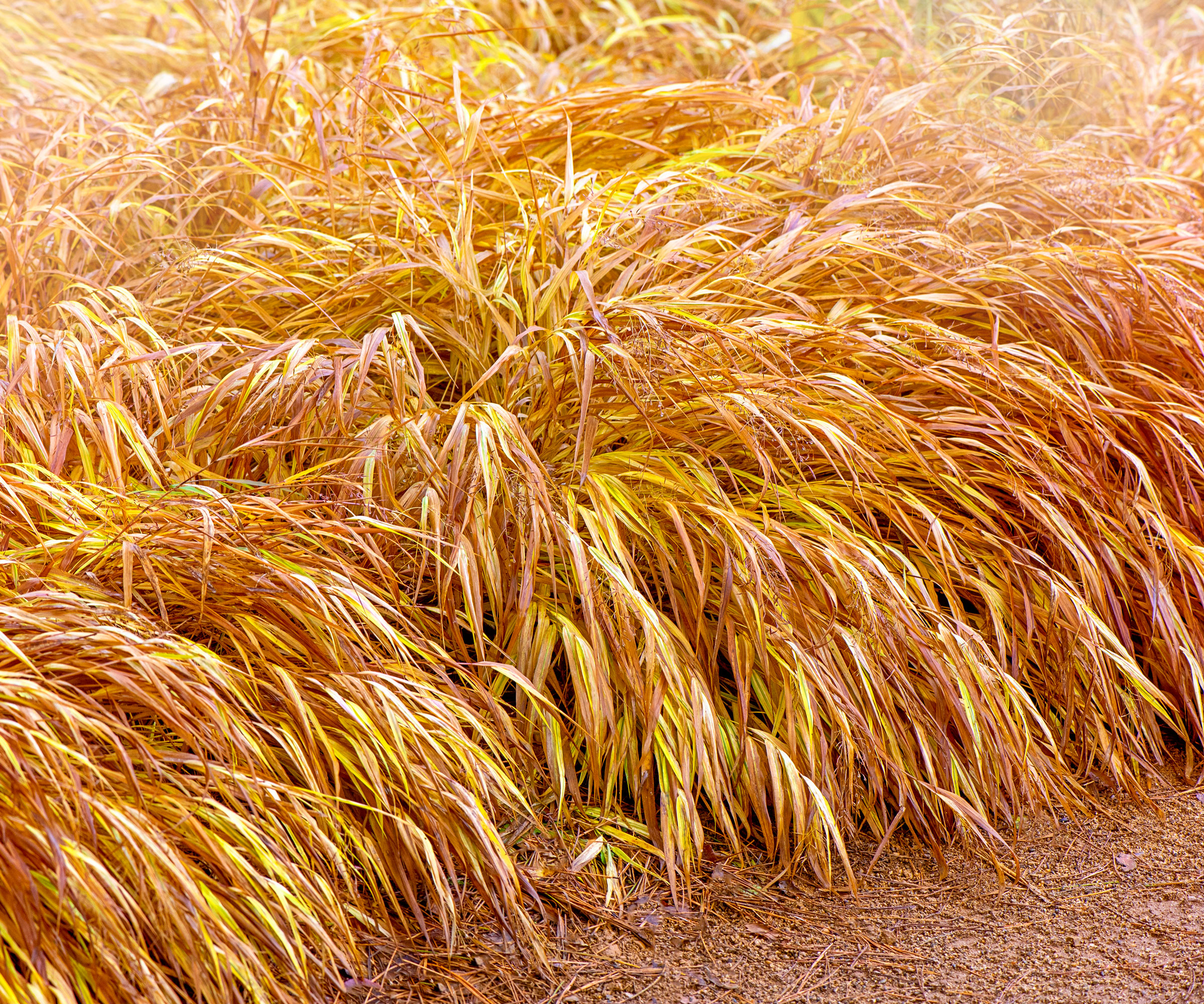 Japanese Forest Grass with gold and bronze colors