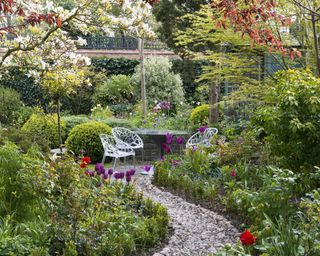 A walled town garden with curved pebble path leading to a circular patio seating area. Alongside, mixed borders are planted with box, forget-me-nots and tulips: right of path 'Burgundy', left 'Blue Aimable'.