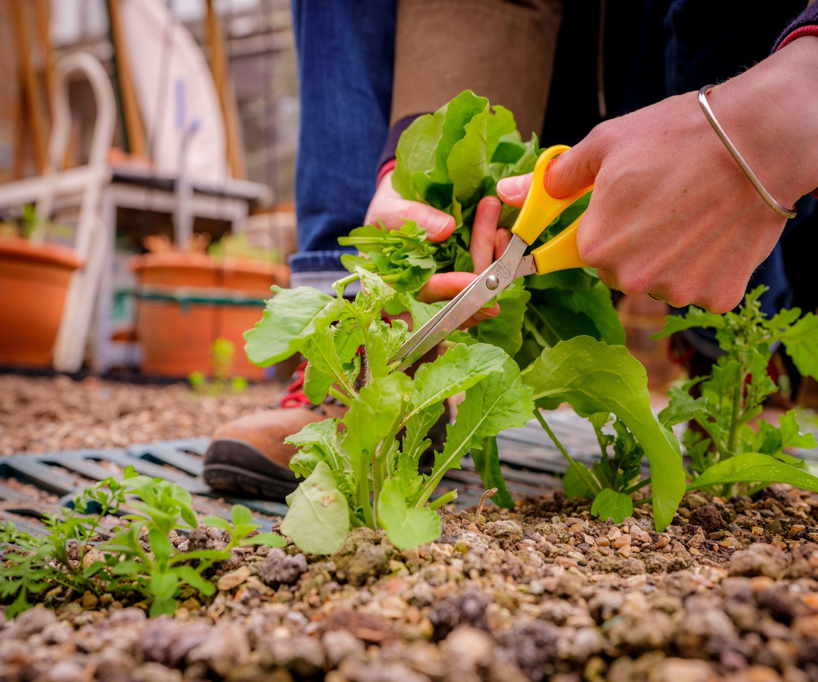 how-to-use-a-greenhouse-in-winter-10-ways-to-make-the-most-of-yours