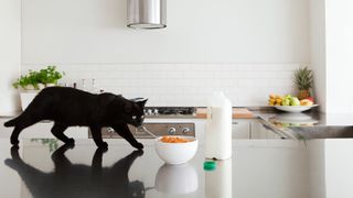 Black cat on counter