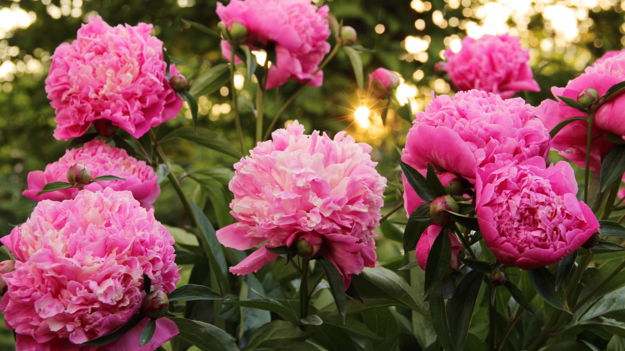 Peonies in my garden.