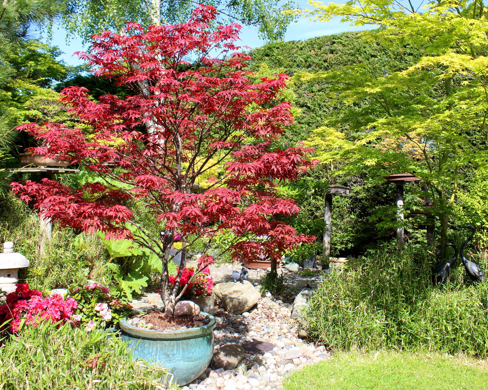 Transplanting Japanese maples – how to make sure your acer survives a ...