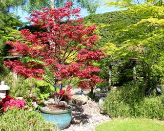 Japanese garden with red / green maples