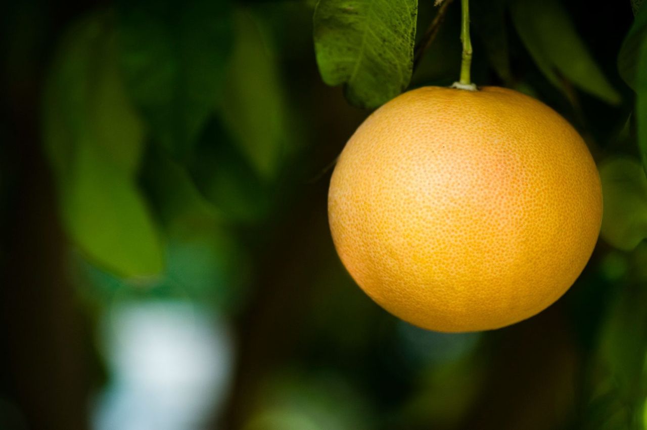 Grapefruit Hanging From Tree