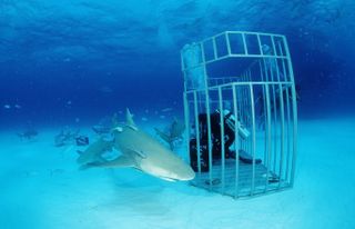 A scuba diver in a shark cage