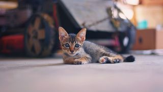 Kitten lying on floor of garage