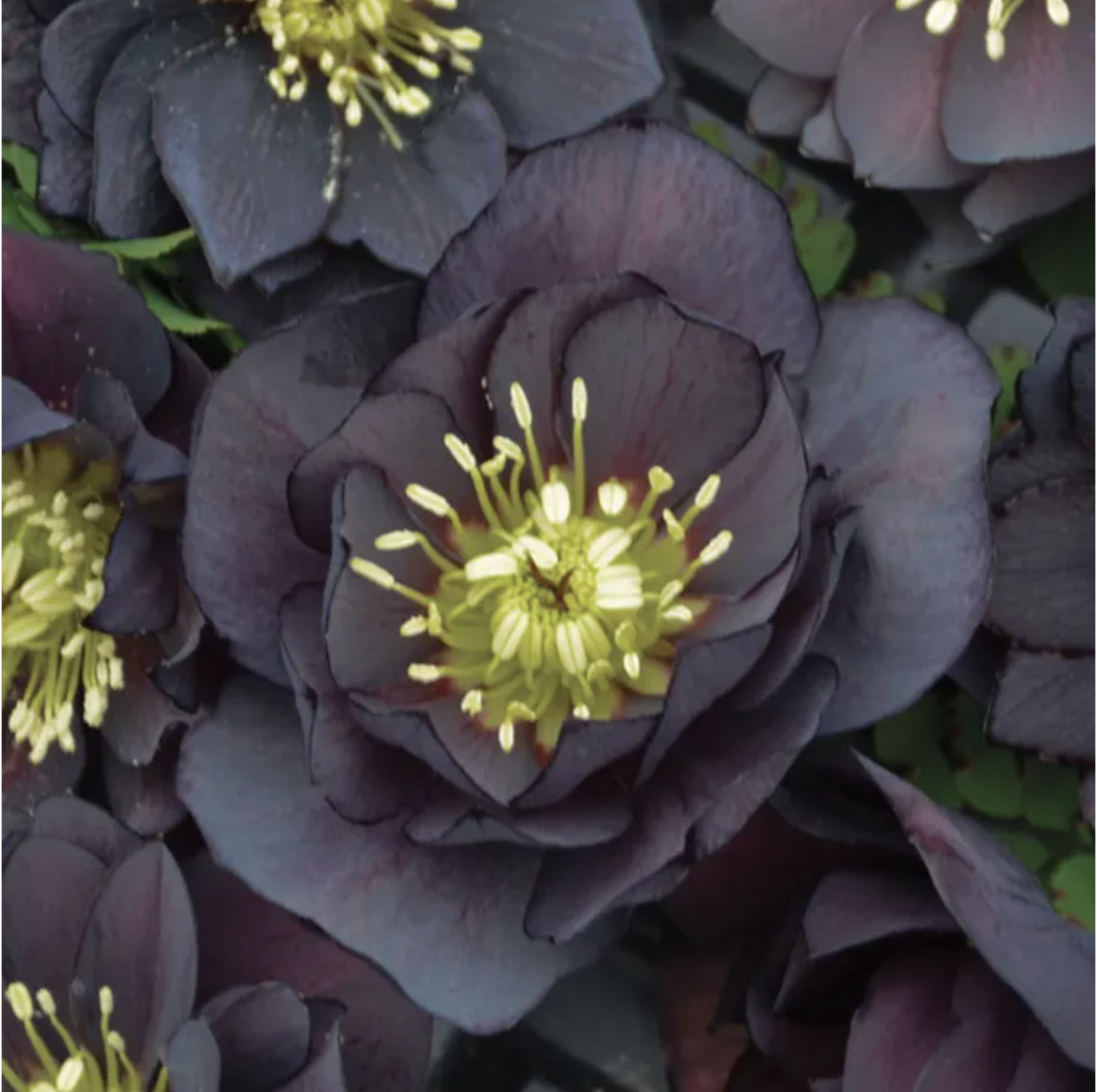 Close up of black hellebore flowers