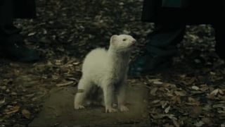 Draco Malfoy as a ferret in Goblet of Fire.