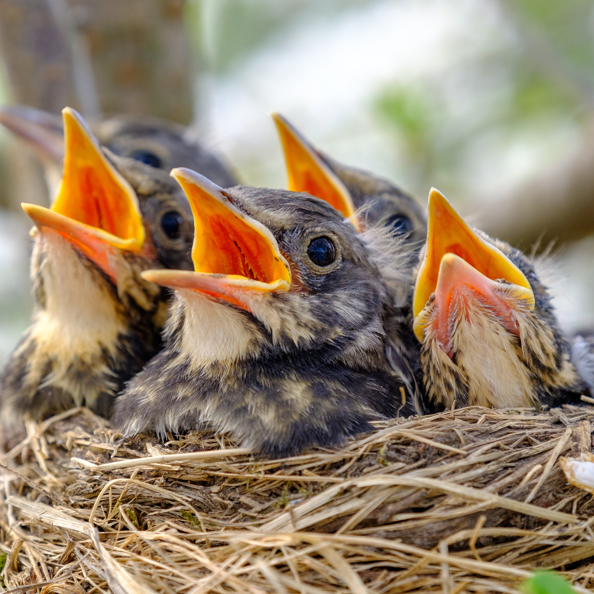Close-up of baby birds with their moths open.