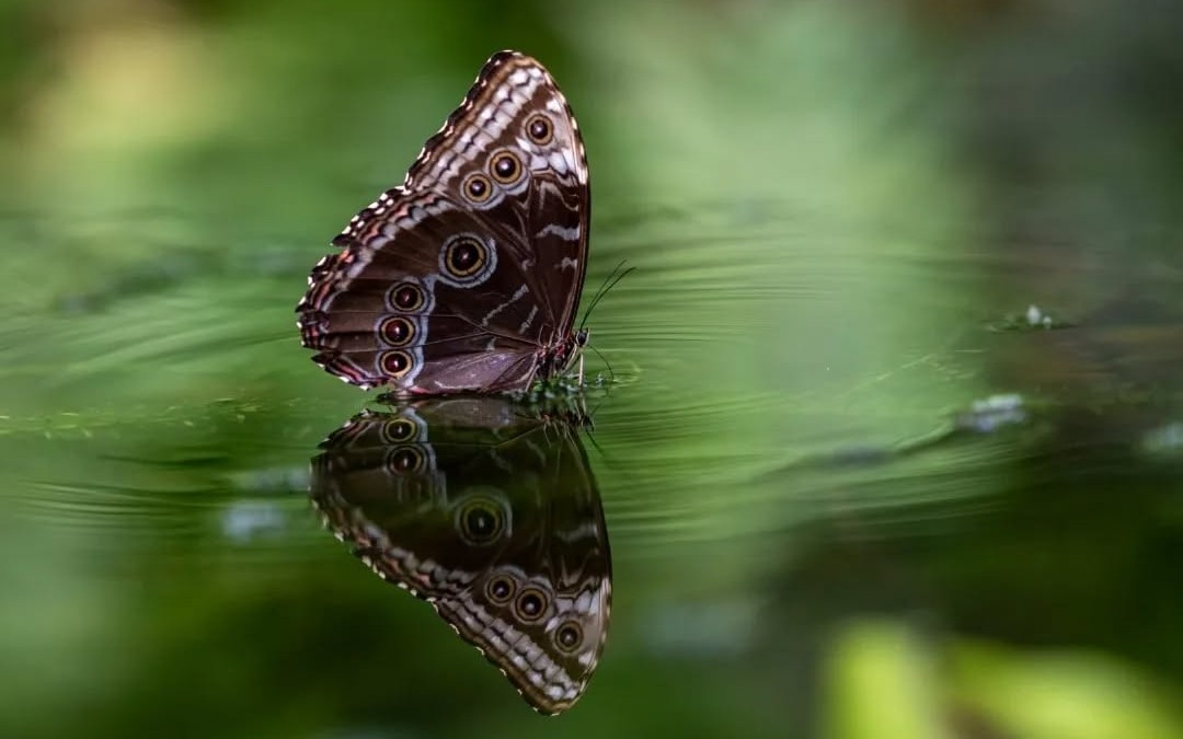 GuruShots - Nature March 2026