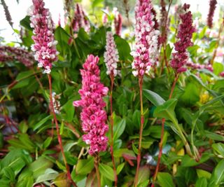 Flowers of persicaria plants