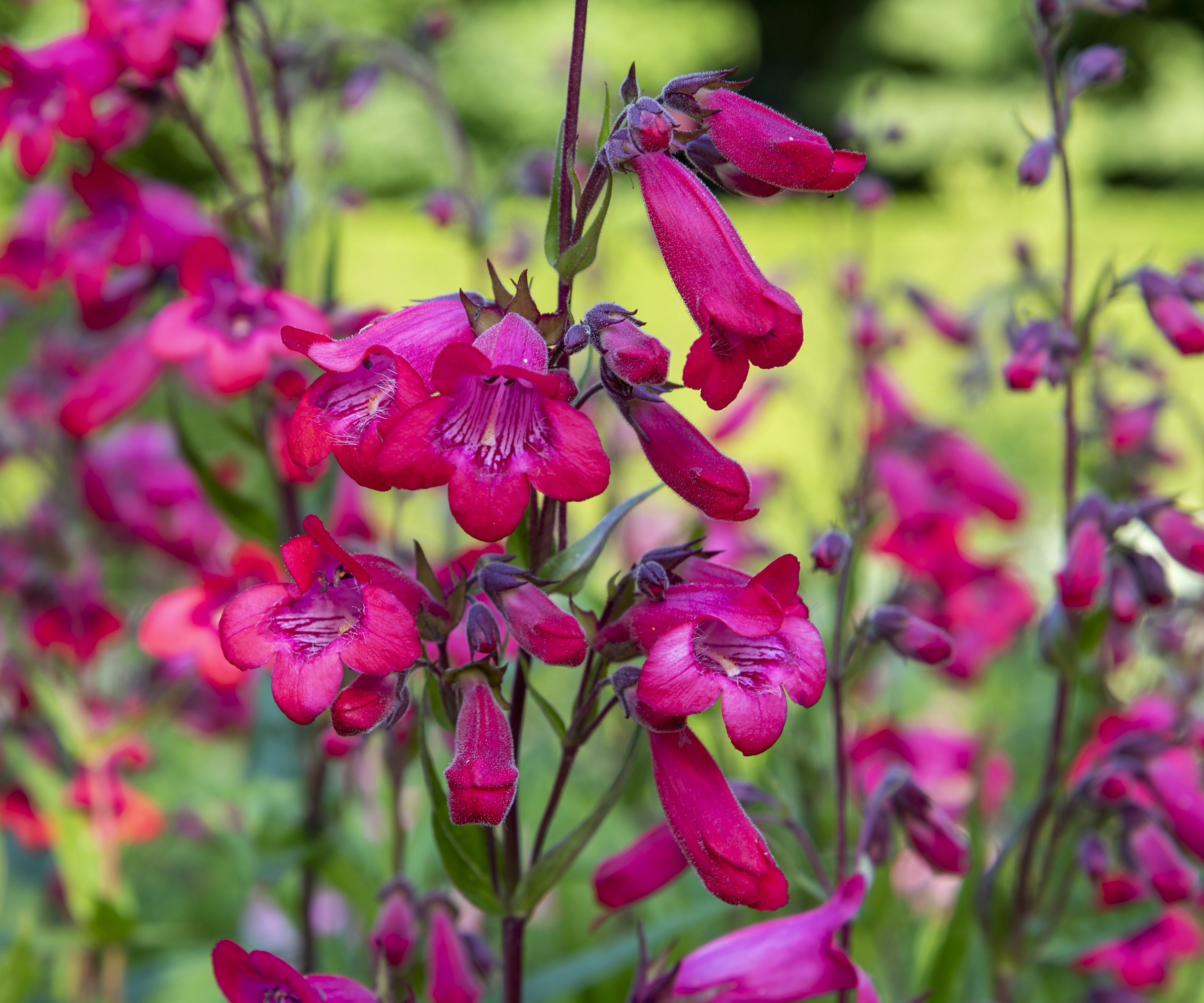Penstemon Schoenholzeri