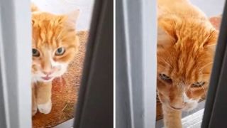 cat with dementia