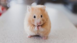 A hamster happy nibbling on food