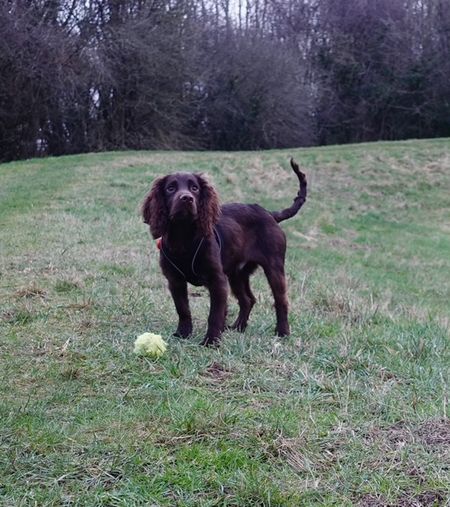 Wilf the cocker on a walk in Hampshire