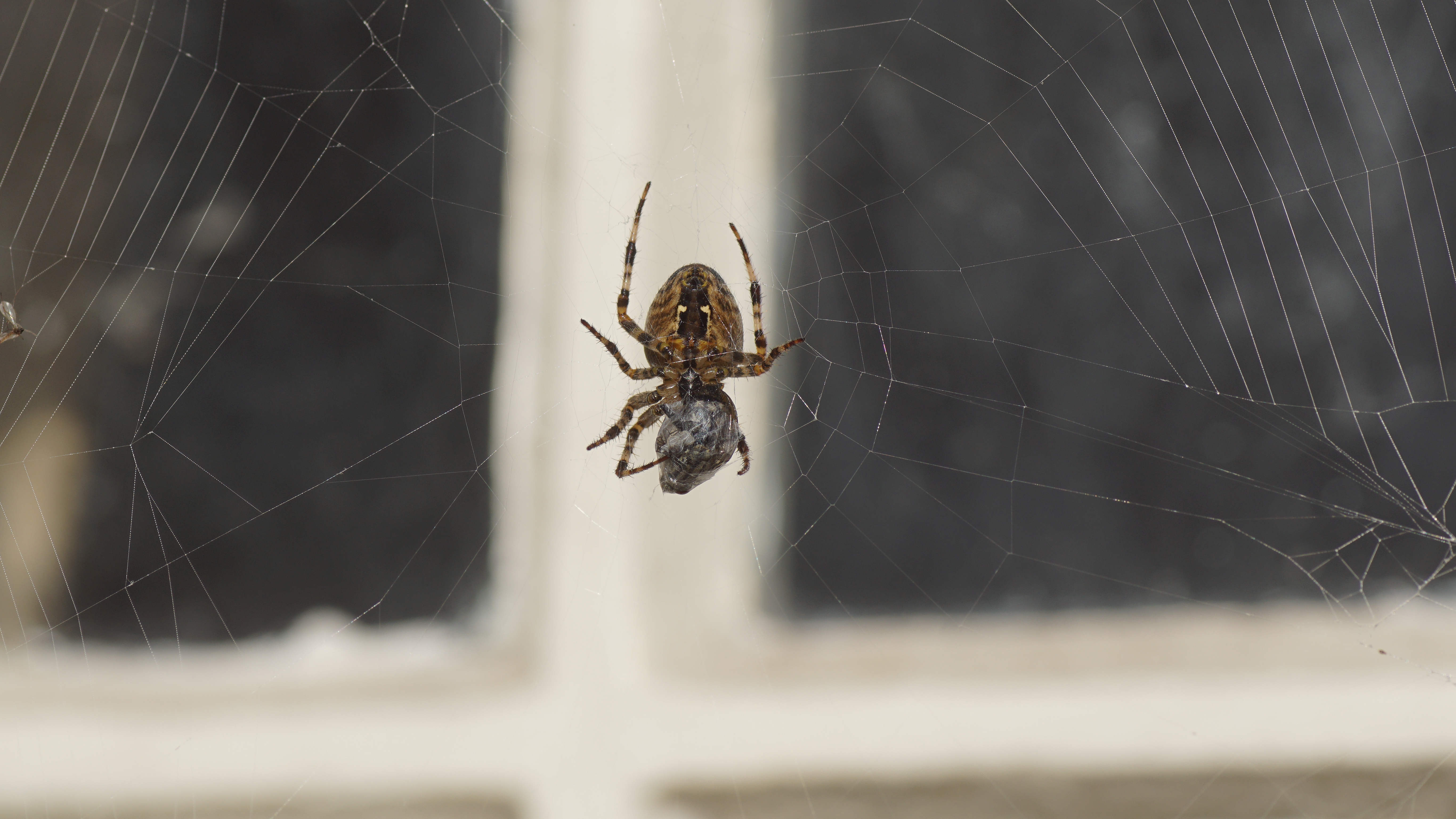 Spider on cobweb by a window
