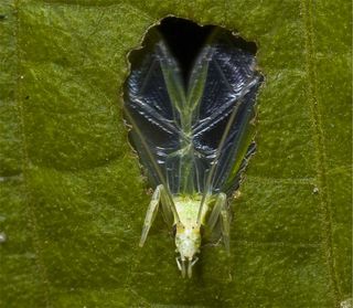 A tree cricket (Oecanthus henryi). The pitch of male tree crickets' songs varies with temperature. 