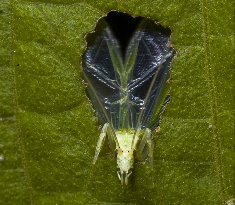 A tree cricket (Oecanthus henryi). The pitch of male tree crickets&#039; songs varies with temperature. 