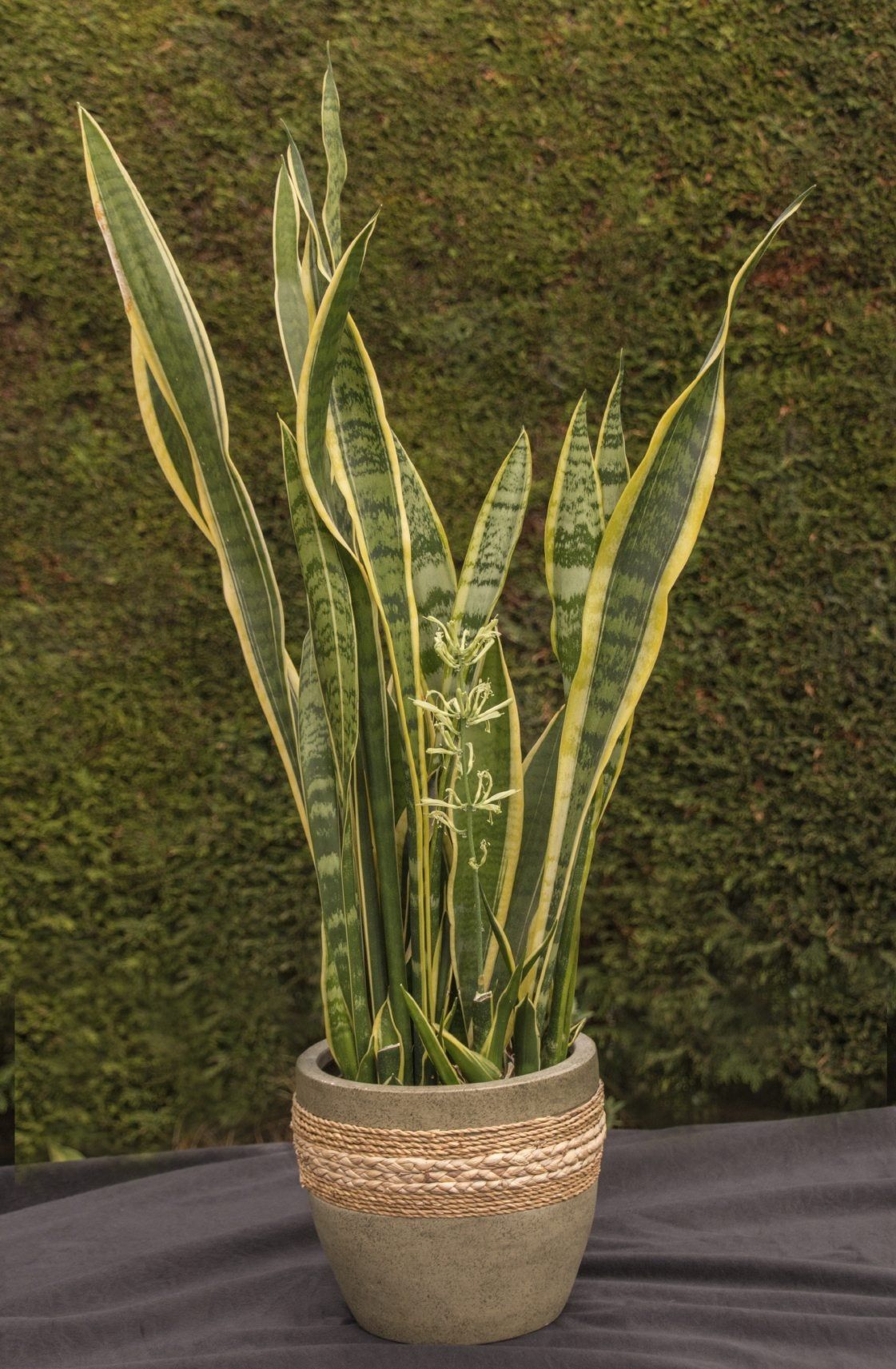 Potted Drooping Mother In Law&amp;#39;s Tongue