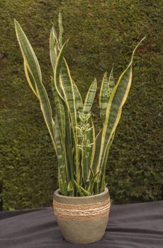 Potted Drooping Mother In Law's Tongue