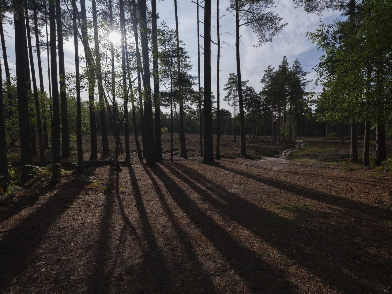 Forest scene