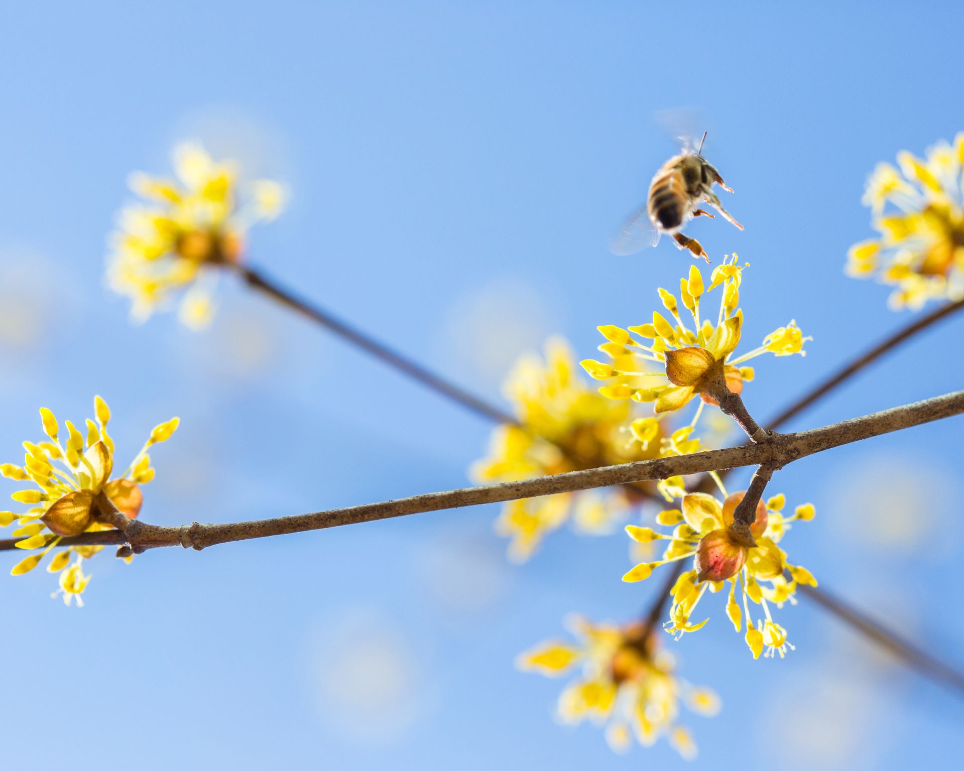 early-flying bee in late winter on a witch hazel flower
