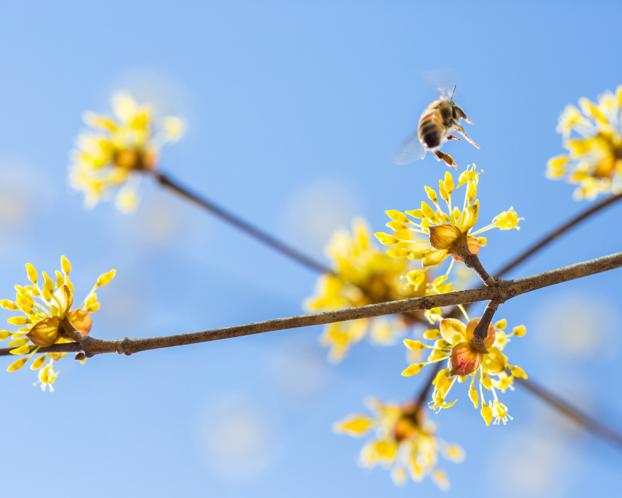 early-flying bee in late winter on a witch hazel flower