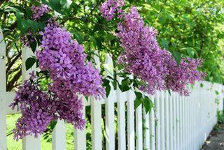 spring lilacs over a white picket fence