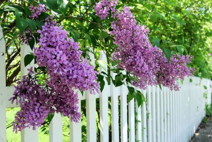 spring lilacs over a white picket fence 